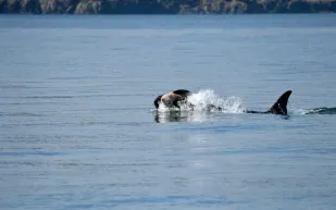 العلماء يرصدون سلوكًا عاطفيًا مؤلمًا لحوت مهدد بالانقراض (فيديو)