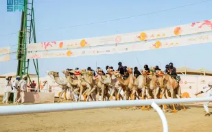 الهجانات السعوديات يخطفن الأضواء ويحققن أرقامًا قياسية في مهرجان ولي العهد للهجن