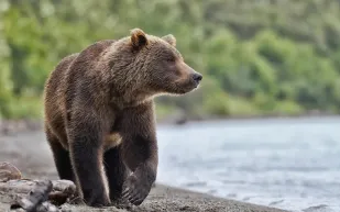 حادثة طريفة.. دب يعالج في تركيا بعد وجبة مثلجة (فيديو)