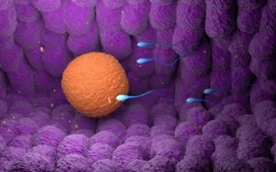 دراسة تكشف بروتينين حاسمين في خصوبة الرجال