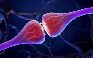 دراسة علم الأعصاب: الكلمة أقوى من المظهر عند تكوين الانطباعات