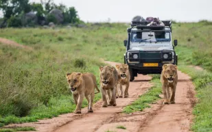 شاهد.. لحظة انقضاض أسود على موظف بحديقة حيوانات في تايلاند (فيديو)