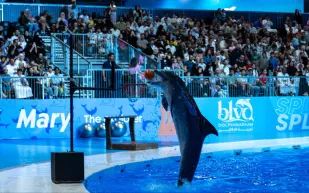 طرق حجز تذاكر بوليفارد دولفيناريوم في موسم الرياض 2025