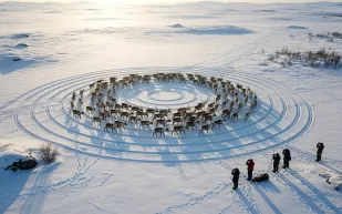 ظاهرة نادرة تثير فضول العلماء: قطعان الرنة تتحرك في دوائر متواصلة ومنسقة (فيديو)