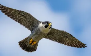 صقران يحققان رقمًا قياسيًا في مزاد نادي الصقور السعودي