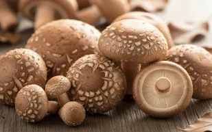 من المطبخ إلى المختبر.. فطر الشيتاكي يتحول إلى وحدة تخزين بيانات