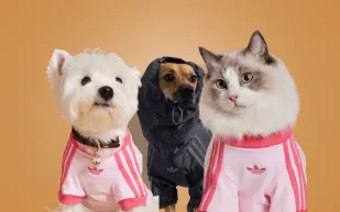 أديداس توسع مجموعة الحيوانات الأليفة مع إصدارات خريفية أنيقة وعملية (صور)