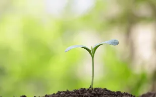 سر الطبيعة المذهل.. كيف توجه النباتات الطاقة في البناء الضوئي؟