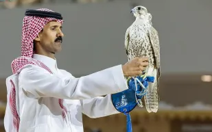 بيع صقور منغولية نادرة بـ900 ألف ريال في الرياض