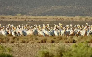 خلال خريف 2025.. محمية الملك سلمان ترصد مئات الطيور المهاجرة وهذه أبرزها (صور)