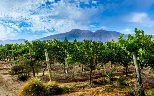 عمرها 400 عام: مليون دولار لإنقاذ شجرة في أمريكا! (فيديو)