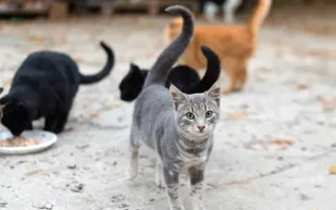 سابقة قانونية في تركيا.. رجل يدفع نفقة رعاية قطط لطليقته حتى عام 2035