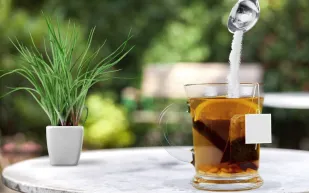 اكتشاف مركّب من نبات الستيفيا قد يغيّر علاج تساقط الشعر 