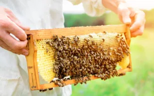 دراسة أوروبية تحذر: نحل العسل البري على حافة الانقراض