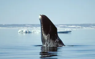 هل يمكن لبروتين الحوت أن يجعل البشر يعيشون أطول؟ دراسة تجيب