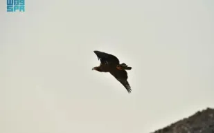 محمية الأمير محمد بن سلمان ترصد نسرًا نادرًا بعد غياب طويل (صور)