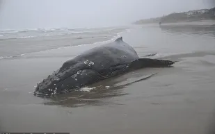 مأساة على ساحل أوريغون.. إعدام حوت أحدب صغير يثير الجدل (فيديو)