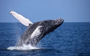 إنجاز بيئي جديد: ظهور حوت بريدي في محمية جزر فرسان