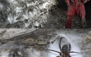 اكتشاف مذهل في كهف غامض.. آلاف العناكب تتعاون لبناء شبكة عملاقة! (فيديو)