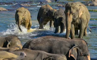 مقتل عامل في ماليزيا.. هل كانت الأفيال تدافع عن موائلها؟ (فيديو)