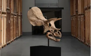 قطعة فريدة في المزاد: جمجمة ديناصور محفوظة بنسبة 70% تصل باريس