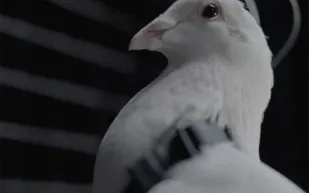 "الحمام الآلي" تفوق على الطائرات المسيّرة.. ابتكار روسي يغير مستقبل الطيران (فيديو)