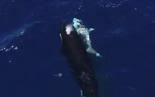 لحظة نادرة لحيتان قاتلة تهاجم قرشًا أبيض في المياه المكسيكية (فيديو)