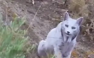 ظهور نادر لأنثى وشق أبيض في الأندلس (فيديو)