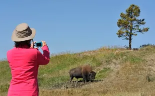 سائحان ينجوان باعجوبة من هجوم بيسون في يلوستون (فيديو)