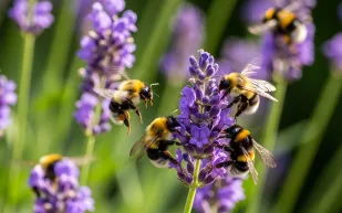 هل يستطيع النحل الطنان قراءة الإشارات؟ دراسة توضّح 