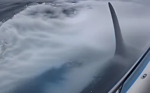 لحظات مثيرة: حيتان تهاجم مركبًا في محاولة لإسقاطه (فيديو)