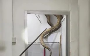 لحظات صادمة.. ثعبان يزن 60 كجم يسقط داخل منزل بماليزيا (فيديو)