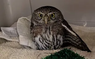 رحلة جوّية خاصة لإنقاذ بومة صغيرة بعد إصابة جناحها في ألاسكا