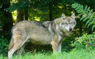 ذئب بري يُدهش العلماء.. سلوك جديد يكشف أول استخدام للأدوات (فيديو)