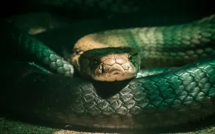 كتشاف علمي مذهل: مصل واحد يواجه سموم 17 ثعبانًا أفريقيًا قاتلًا