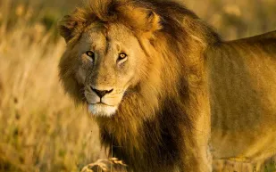 الذكاء الاصطناعي يفك شفرة أصوات الأسود ويكشف زئيرًا غير معروف