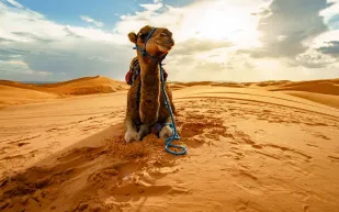 من الصحراء إلى المختبر: اكتشاف بروتينات في الإبل قد تنقذ الذاكرة البشرية