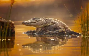 علماء يكشفون سلف التماسيح قبل سيطرة الديناصورات على الأرض