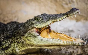 تمساح يعيش في مساحة ضيقة بمنزل: كيف انتهت العملية الصعبة لإخراجه؟ (فيديو)