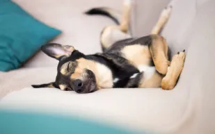 أمراض البشر تغزو عالم الحيوان.. دراسة تكشف