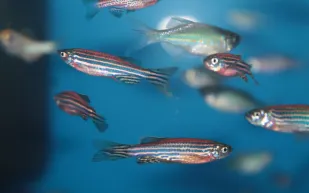 لحظة مذهلة.. سمكة تصفع فتاة على وجهها داخل متجر صيني (فيديو)