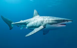 مشهد نادر في كغاري.. دينغو يقتنص سمكة قرش من الشاطئ (فيديو)