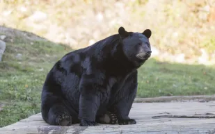 مطاردة مثيرة: دب أسود يلاحق طفلًا في متجر بولاية بنسلفانيا (فيديو)