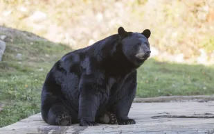  دب أسود يقتحم سوقاً مزدحماً في تينيسي ويثير فزع الزوار (فيديو)