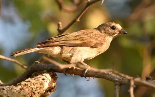 من تغريد الطيور إلى هدوء القلب.. دراسة تكشف أسرار تأثير الطبيعة على النفس