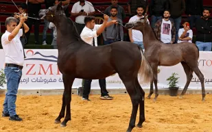 182 مهرة تتنافس للفوز بجوائز "العرض الدولي الثامن لجمال الخيل العربية"