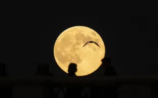 الساعة القمرية لدى البشر.. ما هي؟ وكيف تأثرت بأضواء المدن؟