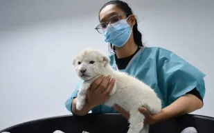 ولادة نادرة لشبلين من الأسود البيضاء المهددة بالانقراض (فيديو)