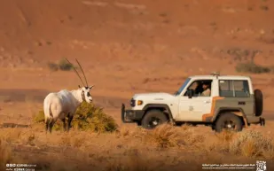 إنجاز بيئي.. محمية الملك سلمان توثّق تكاثر المها العربي في الطبيعة