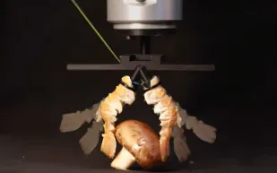 مهندسون سويسريون يحولون قواقع الكركند إلى أجزاء روبوتية صديقة للبيئة (فيديو)